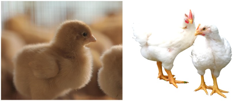 小白鸡拼图.png